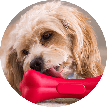 Kauçuk Pet Köpek Oyuncakları