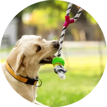 Pamuk Halat Pet Köpek Oyuncakları