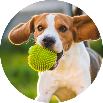 TPR Evcil Köpek Oyuncakları