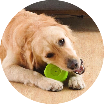 EVA Evcil Köpek Oyuncakları