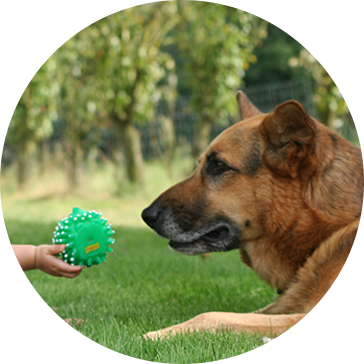Lateks Evcil Köpek Oyuncakları