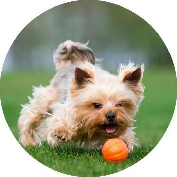 Tenis Evcil Köpek Oyuncakları